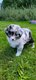 Chiot Berger australien