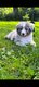 Chiot Berger australien