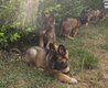 Magnifiques chiots bergers allemand ancien type
