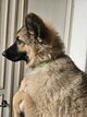 Magnifiques chiots bergers allemand ancien type