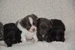 Chihuahuas bébés