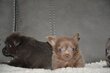 Chihuahuas bébés