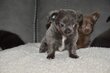 Chihuahuas bébés