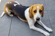 Beagle harrier d'un an à vendre 350€