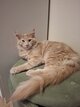 Châtons magnifiques Maine Coon à acquérir