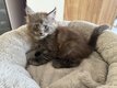 Chatons Maine Coon à réservés