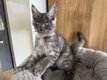 Chatons Maine Coon à réservés