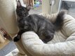 Chaton Maine Coon prêt à partir