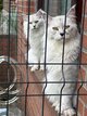 [cherche] Mâle Maine Coon Shaded