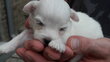 Bichon maltais nain