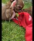 Magnifique Chihuahua