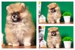 Magnifique chiots Loulou de Poméranie Spitz nain