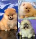 Magnifique chiots Loulou de Poméranie Spitz nain