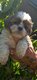 Lhassa apso nain