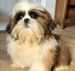 Bébé Shih tzu tricolores