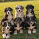 Chiots Berger Australien avec pedigree srsh à...