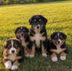 Chiots Berger Australien avec pedigree srsh à...
