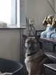 Akita croisée malinois à donner