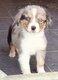 Magnifique Chiots Berger Australien
