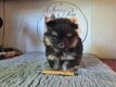 Chiot spitz nain pomeranien pedigree Saint-Hubert