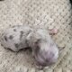 Magnifique chihuahua