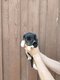 Jack Russell