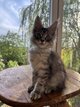 Maine Coon