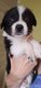 Chiots Border collie