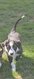 Chiots Border collie