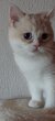 Très gentils chatons British Shorthair en...