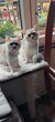 Très gentils chatons British Shorthair en...