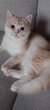 Chatons British Shorthair en couleur Golden