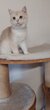 Très gentils chatons British Shorthair en...