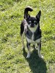 Chihuahuas adulte