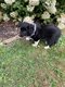 5 chiots Border Collie