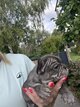 Magnifique bouledogue français , élevage...
