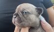 Magnifique bouledogue français , élevage...