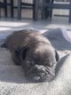 Magnifique bouledogue français , élevage...