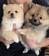 Spitz Allemand - Magnifiques chiots disponibles
