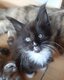 Chaton disponible