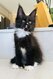 Chaton disponible