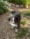 Magnifique chiot 9 semaines