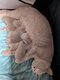 Magnifiques British shorthair pure race