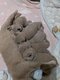 Magnifiques British shorthair pure race