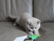 Magnifique chaton British Shorthair