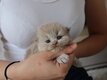 Magnifique chaton British Longhair