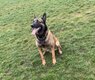 Malinois mâle de 8 ans à donner contre de très...