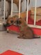 Berger malinois