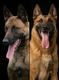 Berger malinois