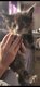 Bébés Maine Coons